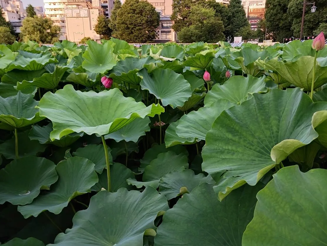 暑い夏が始まりました☀️