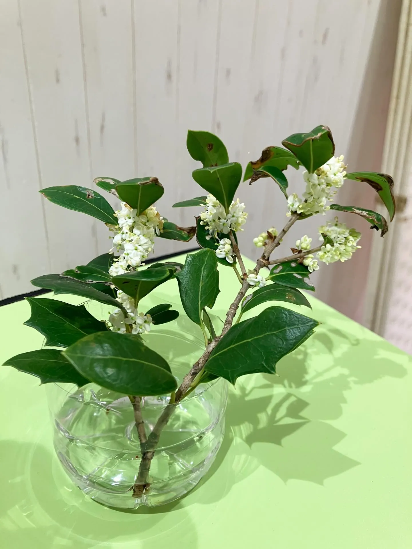 銀木犀（ギンモクセイ）って