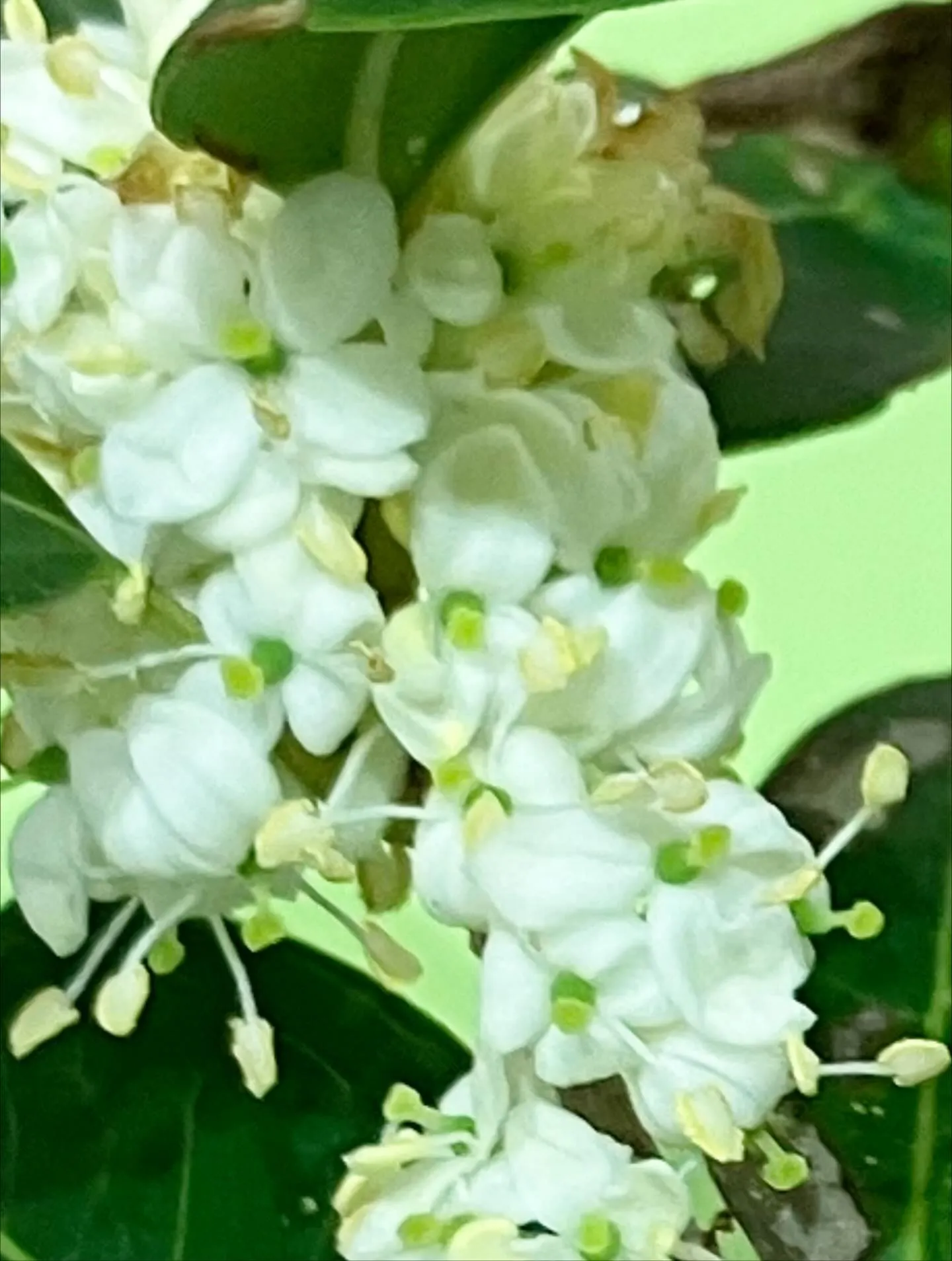 銀木犀（ギンモクセイ）って