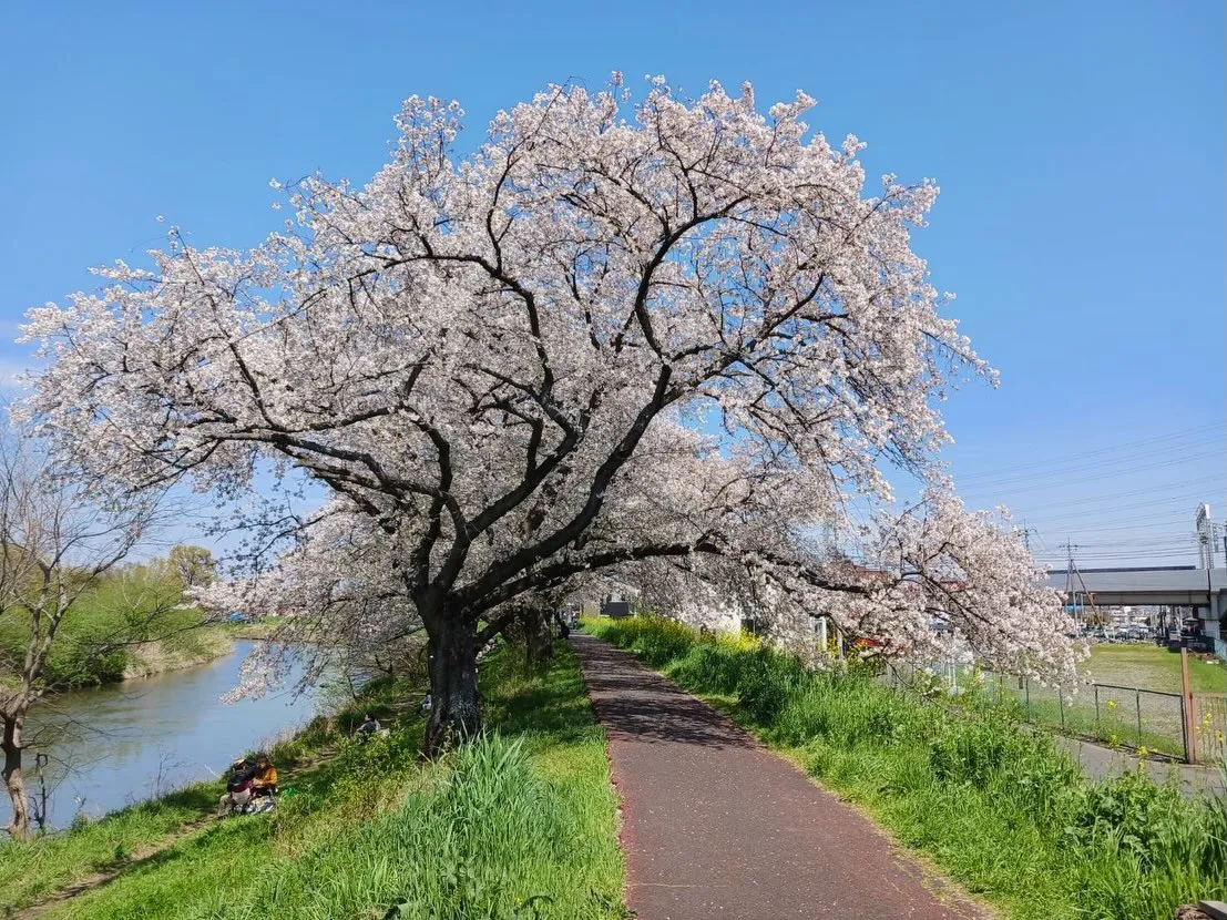 元荒川の桜並木🌸